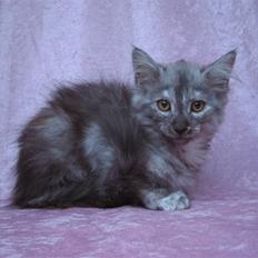 Norsk Skovkat Skovtotten's Bonnie