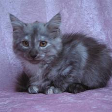 Norsk Skovkat Skovtotten's Bonnie