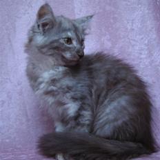 Norsk Skovkat Skovtotten's Bonnie