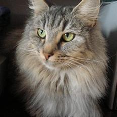 Norsk Skovkat dk CH HASS´Marilyn Monroe