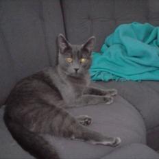 Blanding af racer Manfred