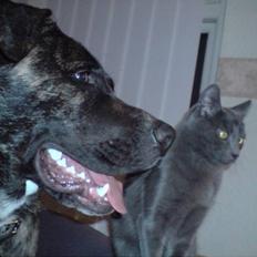 Blanding af racer Manfred