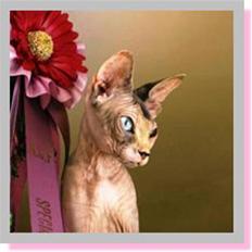 Sphynx Piacenca Coffee