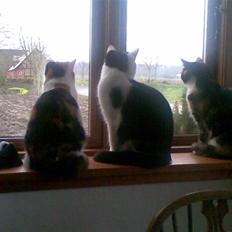 Blanding af racer Vaske