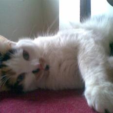 Blanding af racer Lille Mis