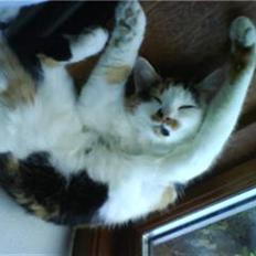 Blanding af racer Lille Mis