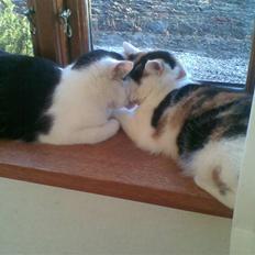 Blanding af racer Lille Mis