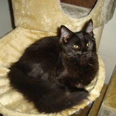 Maine Coon cassiopeia