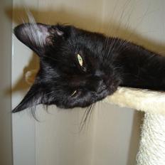 Maine Coon cassiopeia