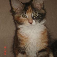 Maine Coon DK Kruse`s Blossom