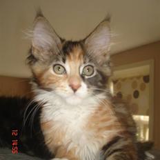 Maine Coon DK Kruse`s Blossom