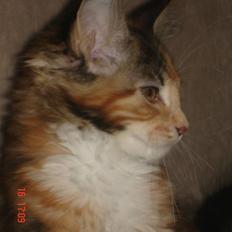 Maine Coon DK Kruse`s Blossom