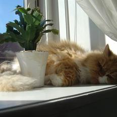 Perser Himmelkatten Joey