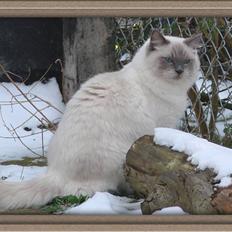 Ragdoll CZ*Zea Mays Komodo Dragon