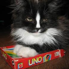 Blanding af racer Pels (Hr. Bit)