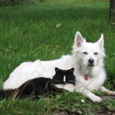 Blanding af racer Pels (Hr. Bit)