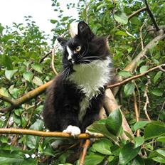 Blanding af racer Pels (Hr. Bit)