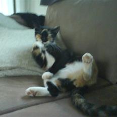 Huskat Daisy R.I.P 2007-08