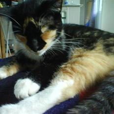 Huskat Daisy R.I.P 2007-08