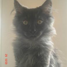 Maine Coon DK Kruse Aseem (Solgt)