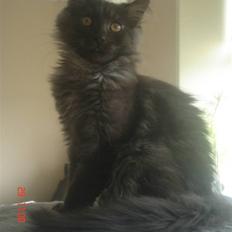 Maine Coon DK Kruse Aseem (Solgt)