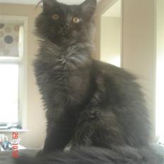 Maine Coon DK Kruse Aseem (Solgt)