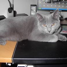 British Shorthair JH Ferrari