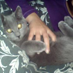 British Shorthair JH Ferrari