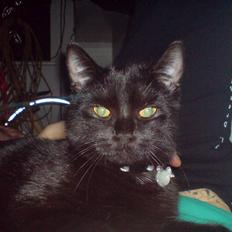 Blanding af racer JH Chilli