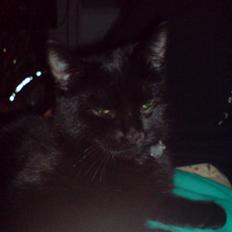 Blanding af racer JH Chilli