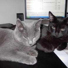 Blanding af racer JH Chilli