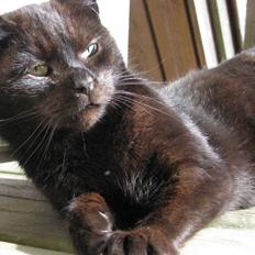 Blanding af racer Tunge