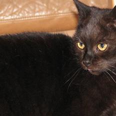 Blanding af racer Tunge