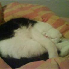 Blanding af racer Onkel