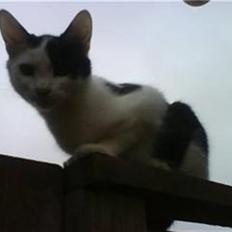 Blanding af racer Onkel