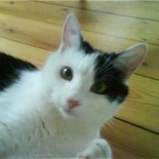 Blanding af racer Onkel