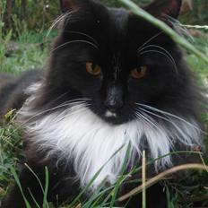 Maine Coon R.I. P min lille dreng,  Mega Good-Will " Willow"