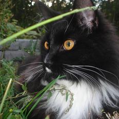 Maine Coon R.I. P min lille dreng,  Mega Good-Will " Willow"