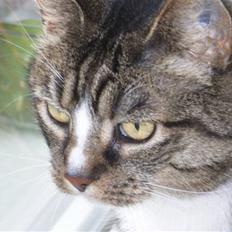 Blanding af racer Emil