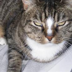 Blanding af racer Emil