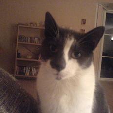 Huskat Magnus - RIP:-(