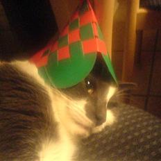 Huskat Magnus - RIP:-(