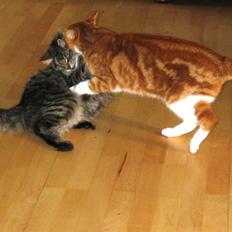 Blanding af racer Rød Aksel