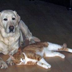 Blanding af racer Rød Aksel