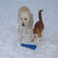 Blanding af racer Rød Aksel