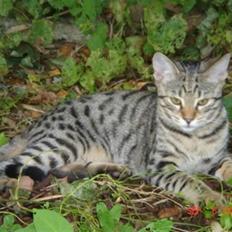 Bengal O'malley