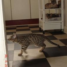 Bengal O'malley