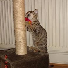 Bengal O'malley