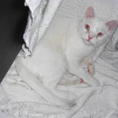 Huskat Manse Aka. Sælen ;)