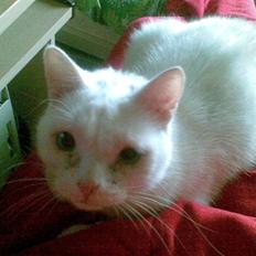 Huskat Manse Aka. Sælen ;)